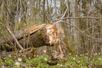 Broken tree after storm damage.one tree trunk broken by strong winds and fallen to the ground, in the forest.Spring day.