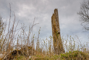 Old Broken tree after storm damage.one tree trunk broken by strong winds in the forest.Spring cloudy day.