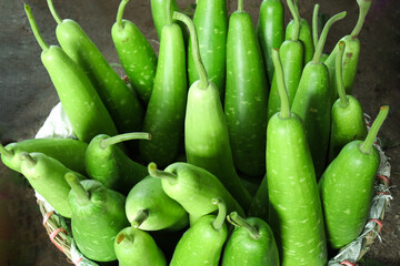 bottle guard stock on shop for sell