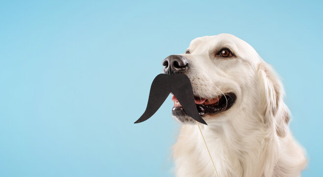 Portrait of golden retriever dog with black fake mustache on stick isolated over blue background, free space