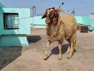 Single sheep standing on the roof