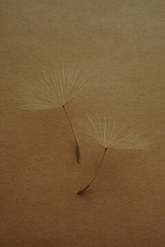 Two tender dandelion flower seeds on brown table