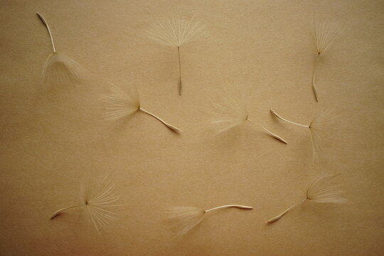 Heap of tender dandelion flower seeds on brown table