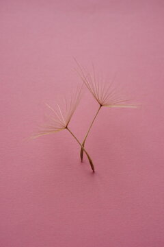 Two tender dandelion flower seeds on pink table