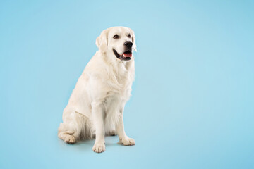 Cute ladrador dog resting and looking away, sitting on floor isolated over blue studio background, copy space, banner