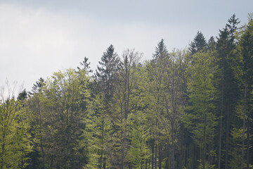 Thunderstorm in the Bavarian Forest with dark clouds and bright sheet lightning