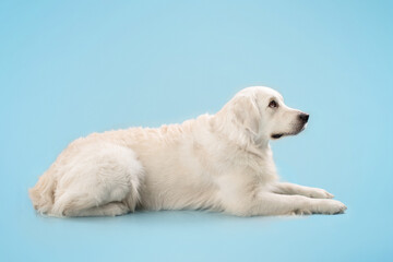 Side view portrait of healthy labrador lying on the floor isolated over blue studio background...