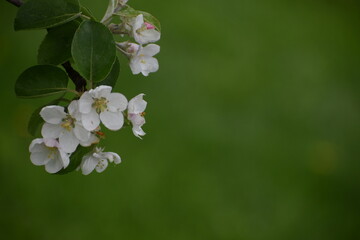 Apple blossoms, Sainte-Apolline, Québec, Canada