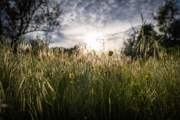 Obraz premium Ukrainian steppe field at sunset