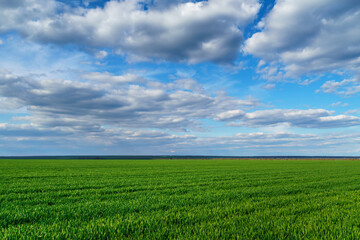 agricultural field with young green wheat sprouts, bright spring landscape on a sunny day, blue sky as background