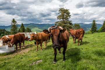 Naklejka na ściany i meble Cow grazing on green pasture meadow in Pieniny Mountains in Poland at spring