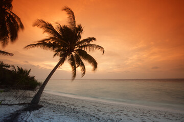 Naklejka na ściany i meble Palm on the beach at sunset, Filitheyo island, Maldives