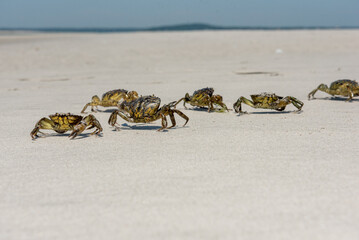 Image of Family of crabs on sandlflats beach in ocean in Plymouth, Massachusetts in cape cod bay printed on Printed Glass Splashbacks