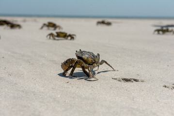 Family of crabs on sandlflats beach in ocean in Plymouth, Massachusetts in cape cod bay - obrazy, fototapety, plakaty