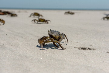 Family of crabs on sandlflats beach in ocean in Plymouth, Massachusetts in cape cod bay