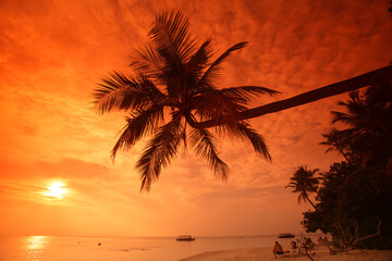 Palm tree at sunset, Biyadhoo island, Maldives