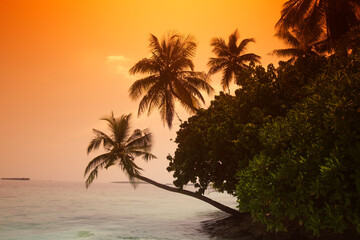 Fototapeta na wymiar Palm trees at sunset, Biyadhoo island, Maldives