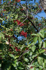 The Aroeira or mastic tree (Schinus terebinthifolia) and its pink pepper
