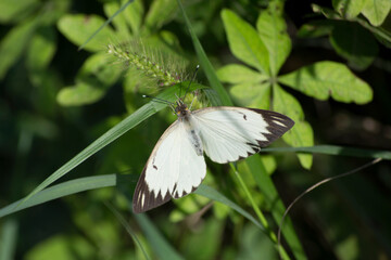 Butterfly known as kale caterpillar or kale curuquerê (Ascia monuste).