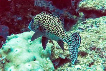 Sipadan Island Underwater Coral Fish