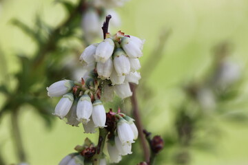 white blueberry blossom - close up