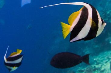 Fototapeta na wymiar Sipadan Island Underwater Coral Fish