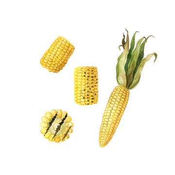Corn pieces watercolor set. Grill roasted corn and fresh whole corn with husk. Hand drawn food clipart.