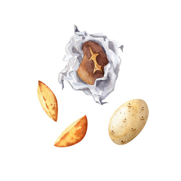 Cooked potatoes watercolor set. Baked potato in foil, fried potato pieces and whole raw potato. Hand drawn food clipart.