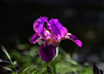 purple iris flower macro