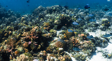 Naklejka na ściany i meble Sipadan Island Underwater Coral Fish