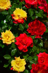 red and yellow roses