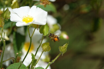 honey bee (Apis mellifera) , note the large and heavy pollen sacs