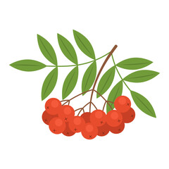 Branch with red rowan berries isolated on white background. Sorbus aucuparia, European rowan or mountain-ash berries with leaves icon. Vector fruit illustration in flat style. - obrazy, fototapety, plakaty