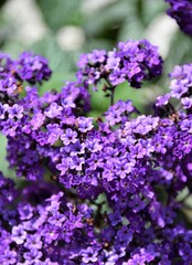 Obraz premium flowers in a garden