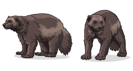 Wolverine vector illustration. Two wolverines isolated on white background.