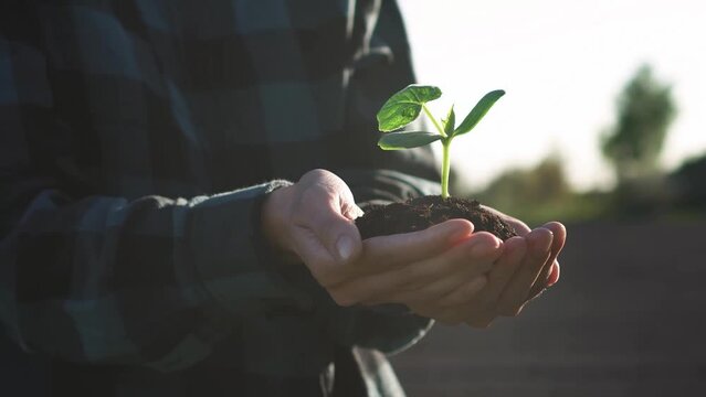 armer woman holds young cucumber seedling in hand