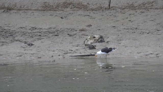 A Hungry Seagull Carrying Dead Eel Off The Water For Food. Static Shot