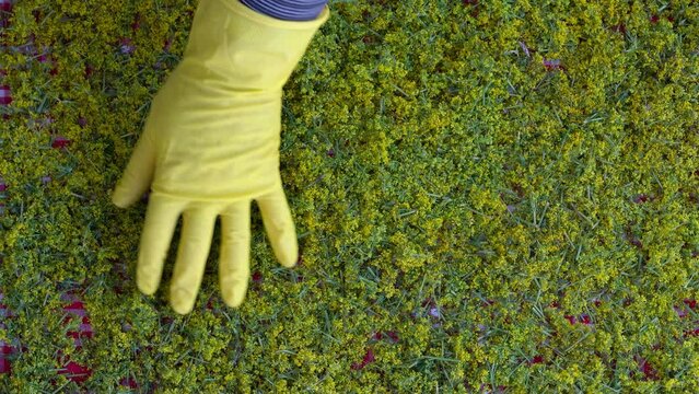 Lady's Bedstraw drying and mixing for tea (Galium verum) - (4K)