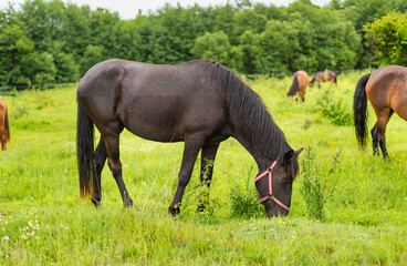 Obraz premium Mountain horse grazes grass on green meadow on cloudy summer day