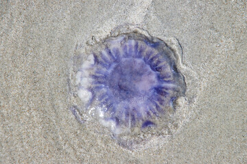 angeschwemmte qualle am strand von langeoog