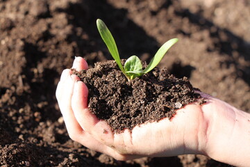 close up of young green growing plant in hand, holding sprout in organic soil