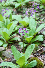 クリンソウ（九輪草）　群生地　5月中旬