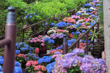 奈良　長谷寺の紫陽花回廊　５