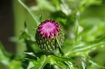 アザミ　つぼみ　5月