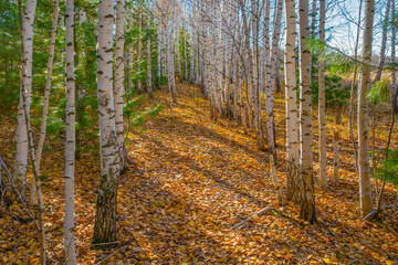 Autumn forest, the ground is covered with yellow fallen leaves