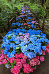 奈良　長谷寺の紫陽花回廊　２