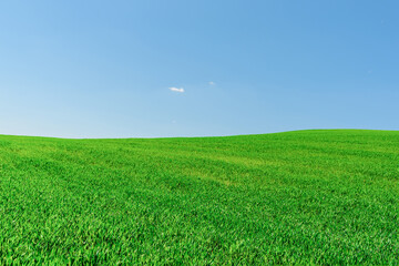Obraz premium Green wheat spring field landscape with blue sky.Green agrultural field and blue clear day sky.