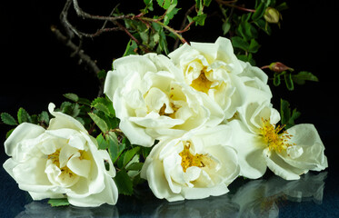 Bouquet of white roses on the table with reflection