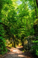 Lush Green Forest in Ojcowski National Park in Poland at Summer