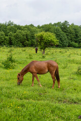 Naklejka na ściany i meble Mountain horse grazes grass on green meadow on cloudy summer day